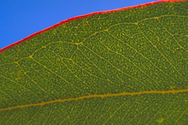 APII jpeg image of Eucalyptus pluricaulis subsp. porphyrea  © contact APII