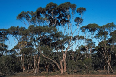 APII jpeg image of Eucalyptus quadrans  © contact APII