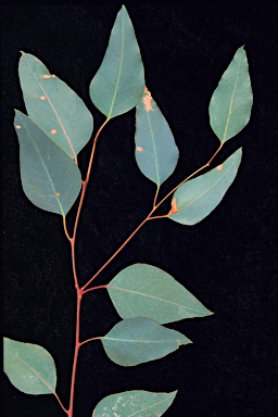 APII jpeg image of Eucalyptus rudis subsp. rudis  © contact APII