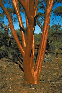 APII jpeg image of Eucalyptus salubris  © contact APII