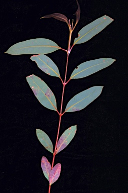 APII jpeg image of Eucalyptus sepulcralis  © contact APII