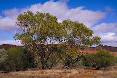 APII jpeg image of Eucalyptus sparsa  © contact APII