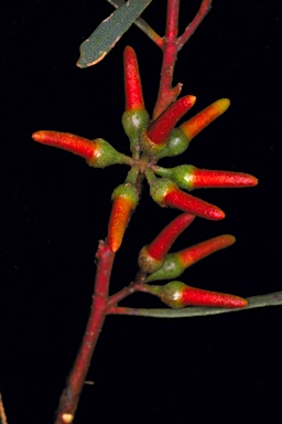 APII jpeg image of Eucalyptus spathulata subsp. spathulata  © contact APII