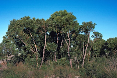 APII jpeg image of Eucalyptus staeri  © contact APII