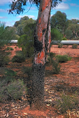 APII jpeg image of Eucalyptus stricklandii  © contact APII