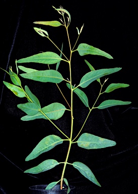 APII jpeg image of Eucalyptus subangusta subsp. subangusta  © contact APII