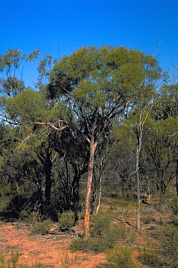 APII jpeg image of Eucalyptus subangusta subsp. pusilla  © contact APII