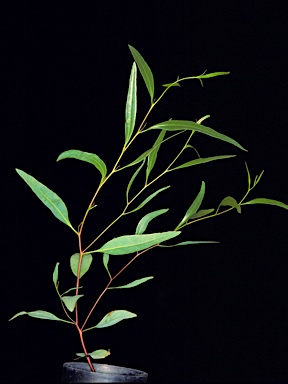 APII jpeg image of Eucalyptus suggrandis subsp. suggrandis  © contact APII