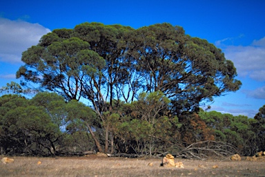 APII jpeg image of Eucalyptus talyuberlup  © contact APII