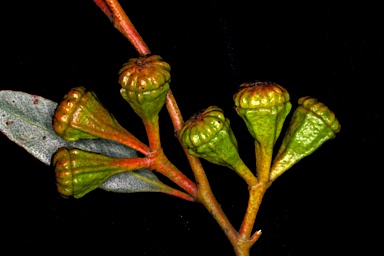 APII jpeg image of Eucalyptus tenuis  © contact APII