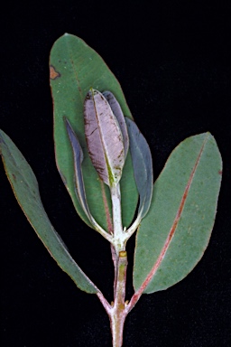 APII jpeg image of Eucalyptus pleurocarpa  © contact APII