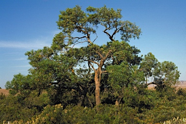 APII jpeg image of Eucalyptus todtiana  © contact APII