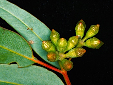 APII jpeg image of Eucalyptus calcareana  © contact APII