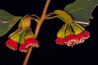 APII jpeg image of Eucalyptus vesiculosa  © contact APII