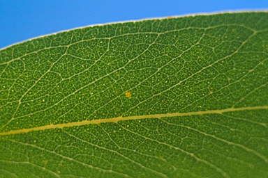 APII jpeg image of Eucalyptus viminalis subsp. cygnetensis  © contact APII