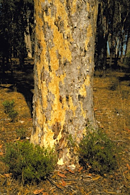 APII jpeg image of Eucalyptus wandoo subsp. wandoo  © contact APII