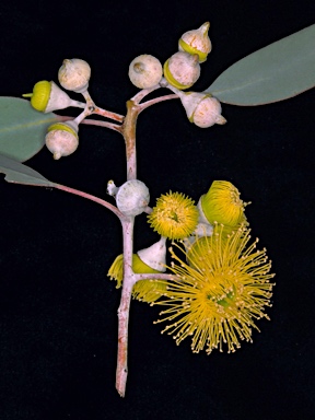 APII jpeg image of Eucalyptus woodwardii  © contact APII