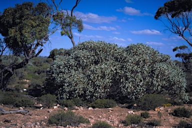 APII jpeg image of Eucalyptus yalatensis  © contact APII