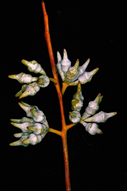 APII jpeg image of Eucalyptus socialis subsp. victoriensis  © contact APII