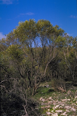 APII jpeg image of Eucalyptus zopherophloia  © contact APII