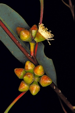 APII jpeg image of Eucalyptus flindersii  © contact APII