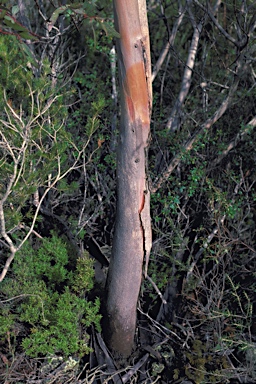 APII jpeg image of Eucalyptus aspersa  © contact APII