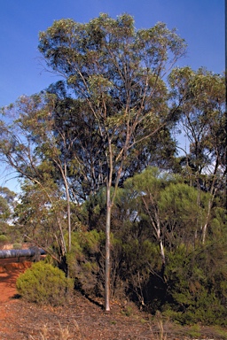 APII jpeg image of Eucalyptus prolixa  © contact APII