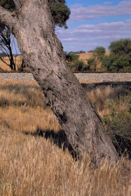 APII jpeg image of Eucalyptus baudiniana  © contact APII