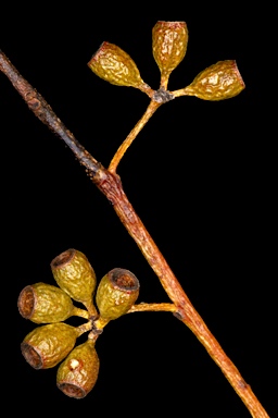 APII jpeg image of Eucalyptus baudiniana  © contact APII