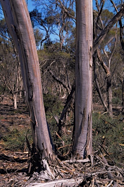 APII jpeg image of Eucalyptus luculenta  © contact APII