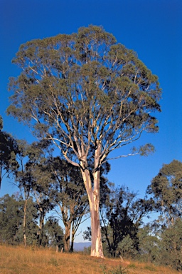 APII jpeg image of Eucalyptus rossii  © contact APII