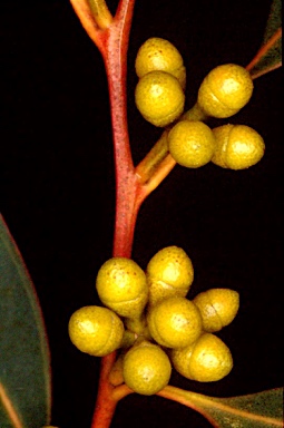 APII jpeg image of Eucalyptus parramattensis subsp. ? sphaeocalyx  © contact APII