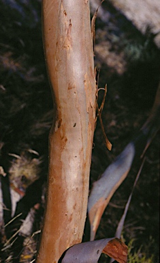 APII jpeg image of Eucalyptus rigidula  © contact APII