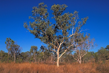 APII jpeg image of Eucalyptus bigalerita  © contact APII