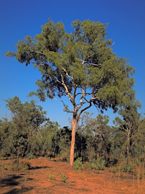 APII jpeg image of Corymbia bleeseri  © contact APII