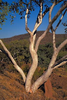 APII jpeg image of Eucalyptus brevifolia  © contact APII