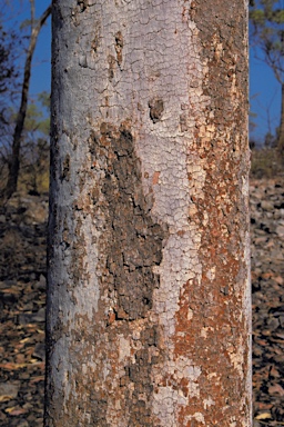 APII jpeg image of Corymbia dichromophloia  © contact APII