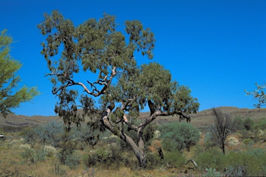 APII jpeg image of Corymbia hamersleyana  © contact APII