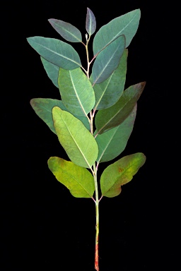 APII jpeg image of Eucalyptus camaldulensis subsp. obtusa  © contact APII