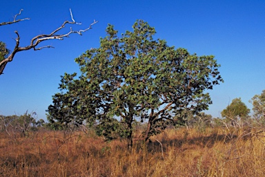 APII jpeg image of Corymbia pachycarpa  © contact APII