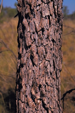 APII jpeg image of Corymbia pachycarpa  © contact APII