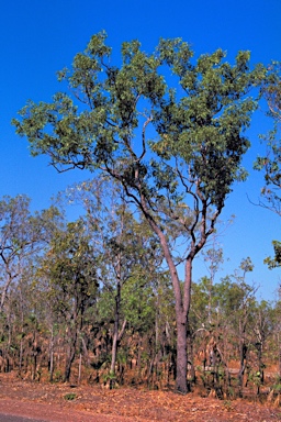 APII jpeg image of Corymbia porrecta  © contact APII