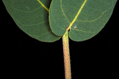 APII jpeg image of Corymbia setosa  © contact APII