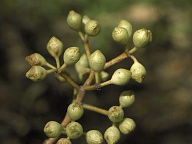 APII jpeg image of Corymbia dichromophloia  © contact APII