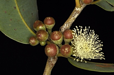 APII jpeg image of Corymbia candida subsp. x lautifolia  © contact APII