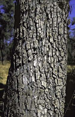 APII jpeg image of Eucalyptus microtheca  © contact APII