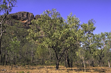 APII jpeg image of Corymbia ptychocarpa subsp. aptycha  © contact APII