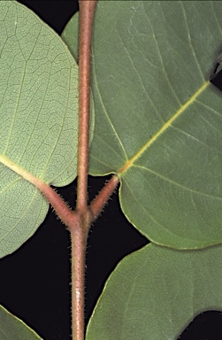 APII jpeg image of Corymbia ptychocarpa subsp. aptycha  © contact APII