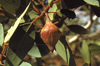 APII jpeg image of Eucalyptus rameliana  © contact APII