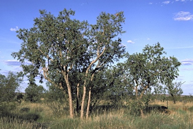 APII jpeg image of Eucalyptus zygophylla  © contact APII